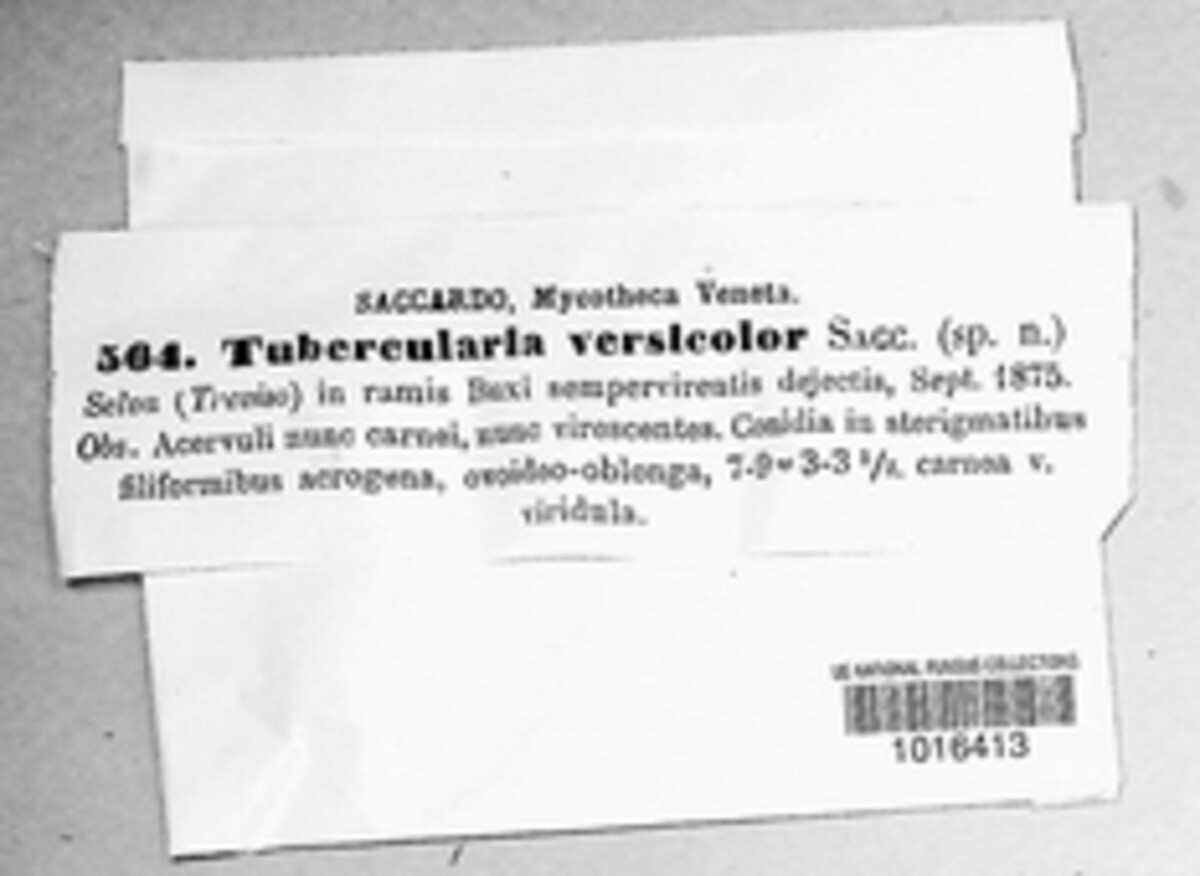 Tubercularia versicolor image
